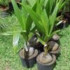 coconut-plant