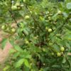 Guava Plant