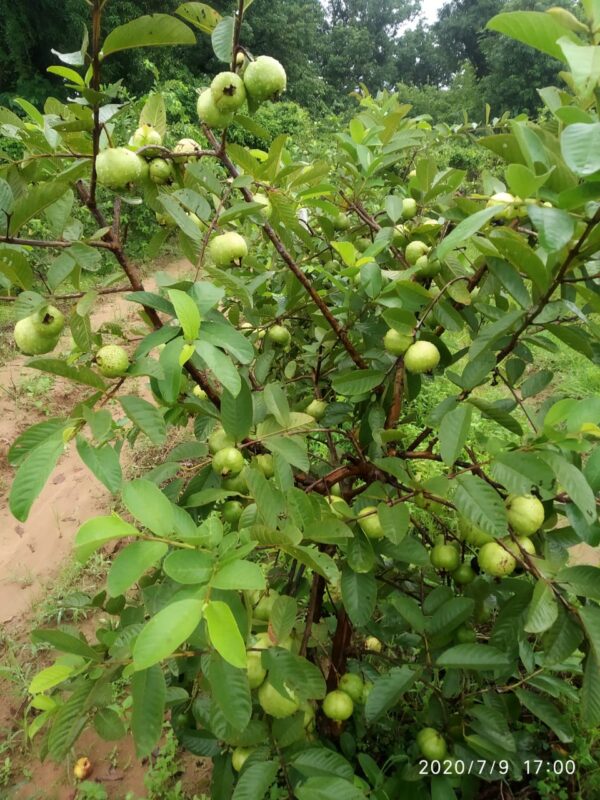 Guava Plant