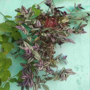 Inchplant इंच के पौधे, भटकते यहूदी Wandering jew