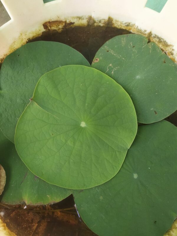 Lotus-kamal