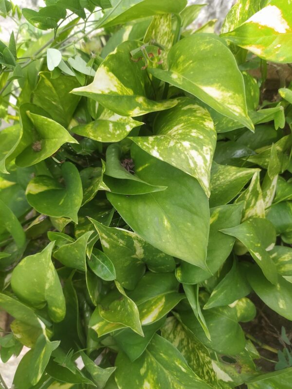 Money-Plant gaongali.com