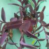 Purple-tradescantia-spiderwort