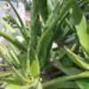 Aloe Vera Ghritkumari  एलोवेरा (घृतकुमारी) ग्वारपाठा live plant