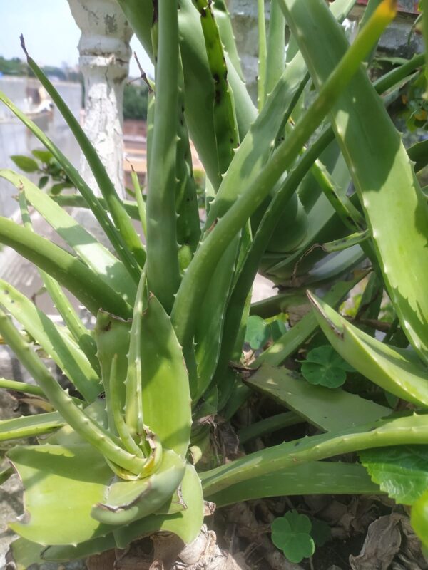 Aloe Vera Ghritkumari  एलोवेरा (घृतकुमारी) ग्वारपाठा live plant