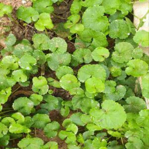 Brahmi Plant ब्राह्मी का पौधा (Penny Wort) मण्डूकपर्णी