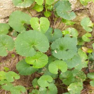 Brahmi Plant ब्राह्मी का पौधा (Penny Wort) मण्डूकपर्णी