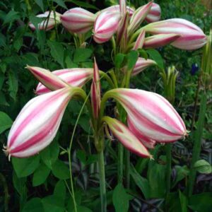 Crinum Lily, नागदमनी, सुखदर्शन,नागदामिनी Plant buy online