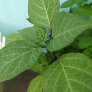 Live Black Dhatura Plant, Krushana Varna धतूरा का पौधा