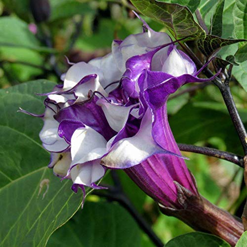 dhathura flower