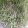 lawn-grass