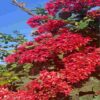 pink ixora rukmini plant