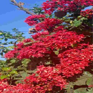 रूकमिणी पौधा Ixora Plant, flame of the woods