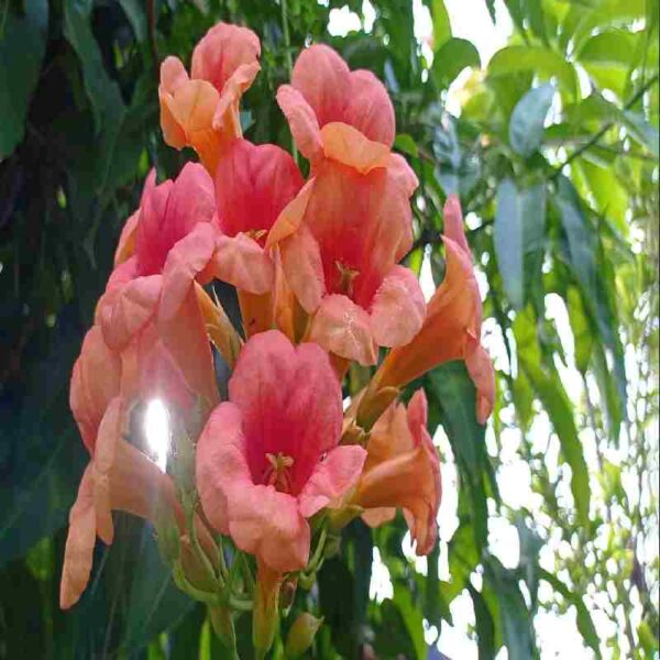trumpet vine