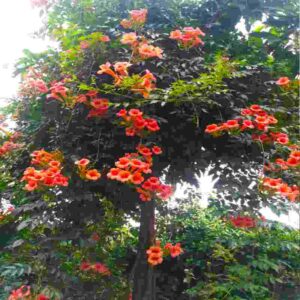 Trumpet Vine तुरही बेल Plant Turahi ke Bel