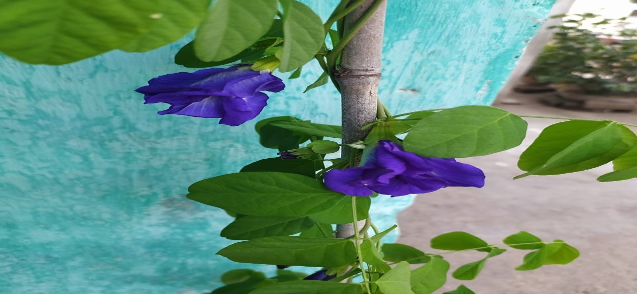 You are currently viewing Apraajita: अपराजिता फूल के धार्मिक महत्त्व एवं औषधीय प्रयोग