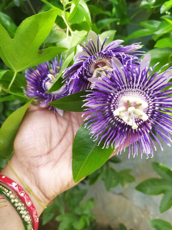 Purple Kaurav Pandav Flower 
