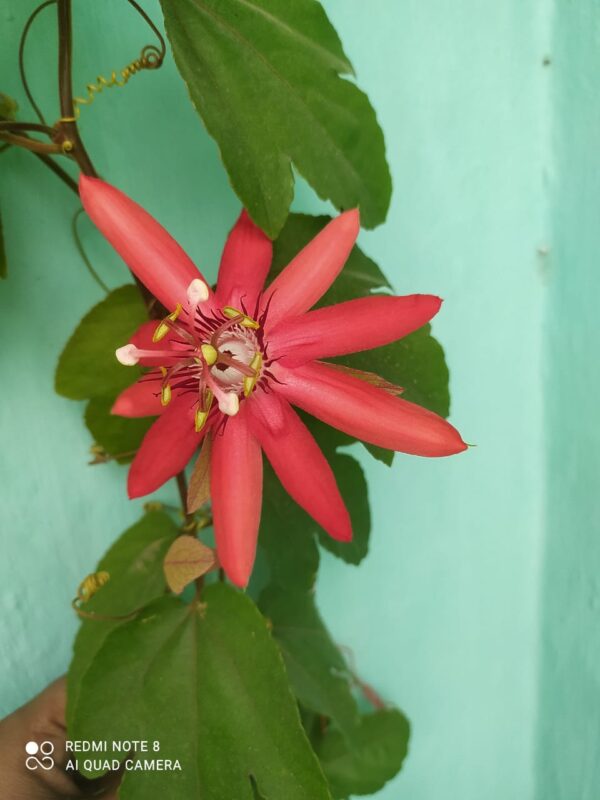 Red Kaurav Pandav Flower