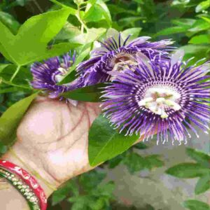 Purple Kaurav Pandav Flower बैगनी कौरव पांडव